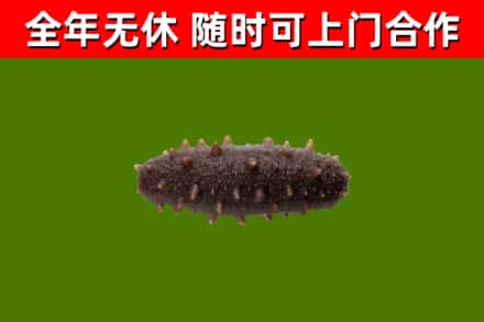 华阴烟酒回收干海参.jpg